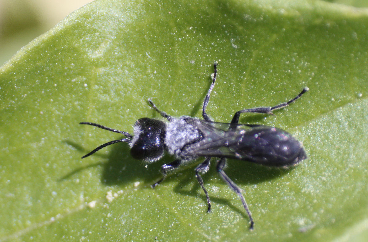 Pemphredon sp., Crabronidae